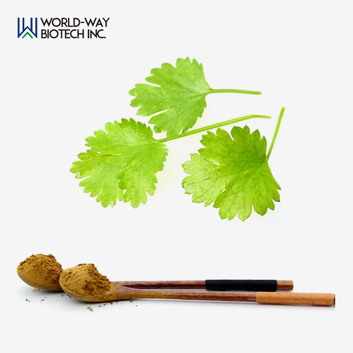 Coriandrum Sativum Leaf Extract Coriandrum Sativum Leaf Extract
